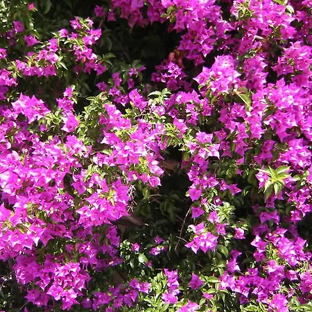 La Potiniere Apartman *