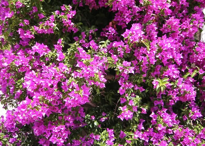 La Potiniere Apartment *